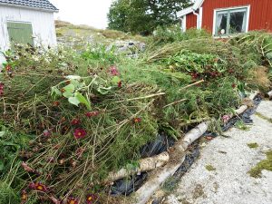 Täckodling bestående av växtrester