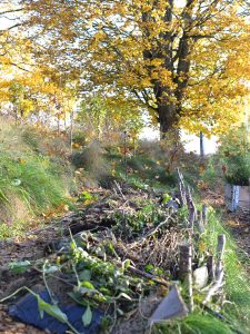 En bädd i en  höstig köksträdgård