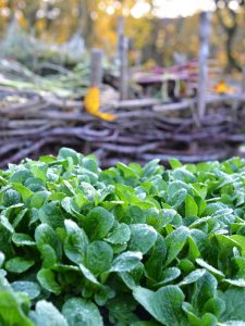 Frodig grön vintersallat