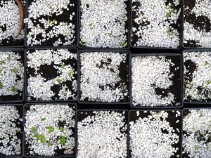 Fyrkantiga såkrukor fyllda med jord och perlit, några har börjat gro.