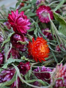 Eterneller i härliga röda och rosa färger.
