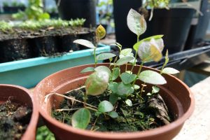 Blåbärssticklingar i en plastkruka.