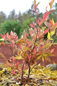 En blåbärsbuske med höströda blad.