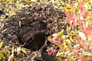 Ett planteringshål med jord och torv, bredvid en blåbärsbuske som ska planteras.