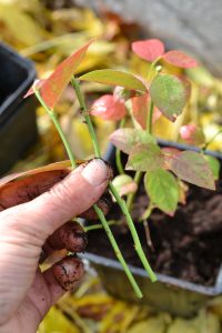 En hand håller små blåbärssticklingar.
