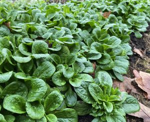 En grön matta av läcker vintersallat.