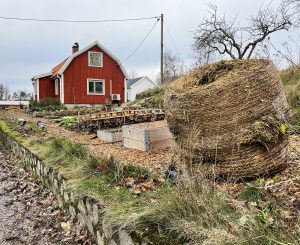 En röd stuga med köksträdgård i höstkostym, med en en stor rulle ensilage.