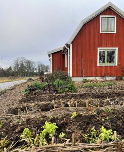 En röd stuga med köksträdgård i höstkostym.