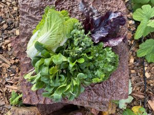 Nyskördade grönsaker på en sten - salladskål, vintersallat, ärtskott, persilja och rödbladig sallat.