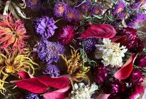 Vackra torkade blommor i röda, och lila nyanser.