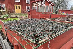 En pallkrageodling med kompostgaller på.