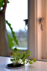 En ledsen liten planta av basilika i ett fönster.
