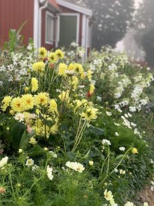 Gula och vita blommor framför ett rött hus.