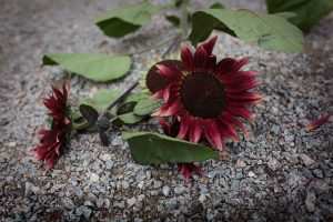 Röda solroser som snittblommor