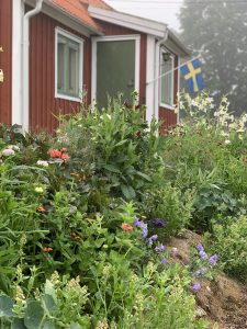 Massor av växter med grönt bladverk framför ett rött litet hus.