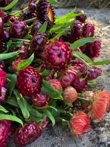 En hög med eterneller i olika rosa nyanser.