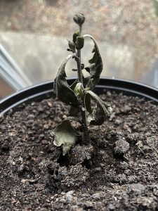 En stickling av chrysantemum.