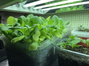 En låda med gröna blad under växtbelysning.