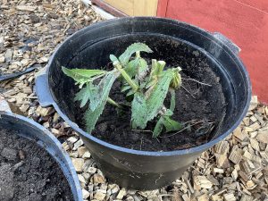 En kruka med en nerklippt planta i.