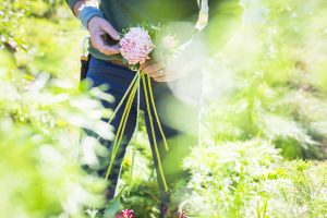 Aster som snittblomma