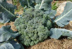 Ett toppskott av broccoli ligger på torkat gräs.