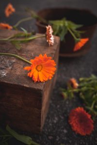 Ringblomma som snittblomma