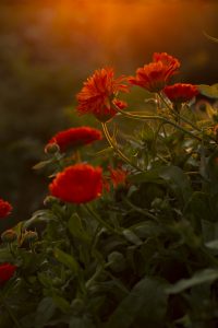 Ringblommor i landet