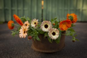 Ringblomma som snittblomma