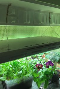 Större växtbelysning hänger i krokar över en bänk i ett kök.