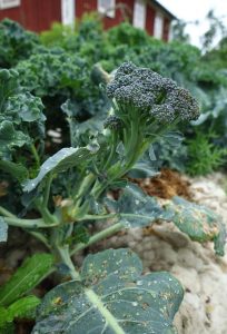 Sidoskott av broccoli, i bakgrunden rött hus.