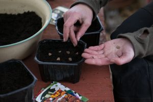 Sara förbereder krukor med jord och frö.