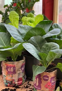 Kålplantor som står bredvid varandra.