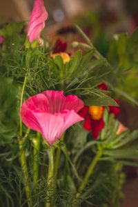 Sommarmalva som snittblomma