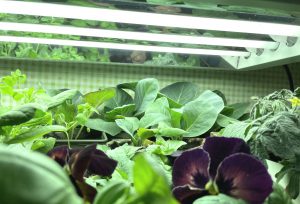 Gröna växter under starka lysrörslampor.