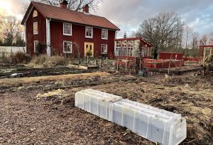 Sent eftermiddagsljus i en annars nedtonad köksträdgård framför ett rött hus.