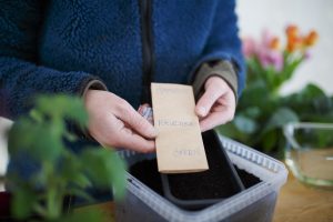 Sådd med små frön