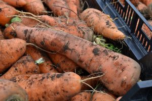 Närbild på stor orange morot.