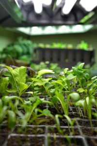 Små gröna plantor under växtbelysning med lysrör.