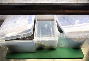 Plastlådor under växtbelysning.