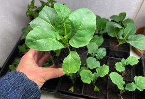 En hand håller en fin grön liten kålplanta.