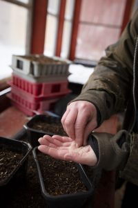 Vintersådd av snittblommor