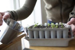 Sara vattnar pluggbrätte