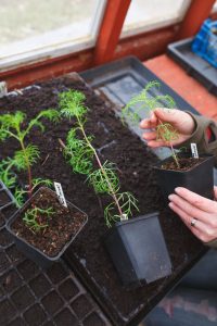 Rosenskäran ´Rubenza´i flera storlekar