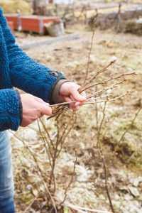 Sticklingar av svarta vinbär
