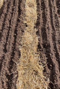 Två jordbäddar med halmgång emellan.