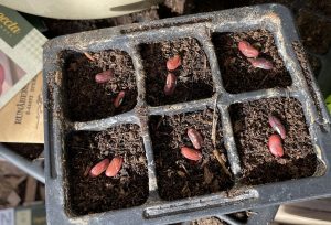 Ett tråg i svart plast, med jord och mörkröda fröer.