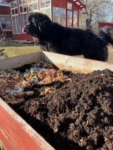 Stor svart hund slickar sig om munnen bredvid en pallkrage med kompost.
