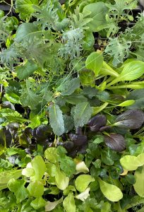 Massor av gröna blad i olika nyanser.