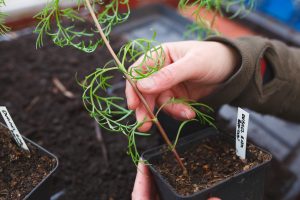 Knippsa av rosenskäror