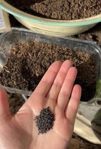 En hand håller små svarta fröer.